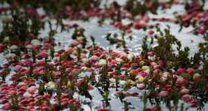 hprichbgCranberriesInHarwichMAThanksgiving2011BING