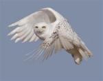 snowy-white-owlBING120213