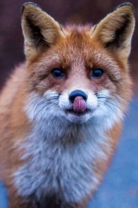 COTCOTCOT2014PINTEREST17756d154ba1c6678d786b70fca528ad