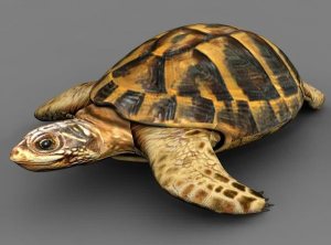 3dmagicmodelsdotcomTurtlecropped