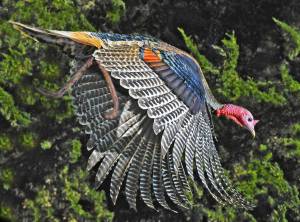 377355-wild-turkeys-wild-turkey-in-flight